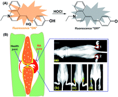 Graphical abstract: Quinoline-based fluorescent probe for the detection and monitoring of hypochlorous acid in a rheumatoid arthritis model