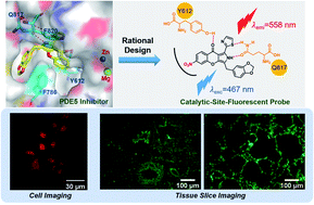 Graphical abstract: Discovery of catalytic-site-fluorescent probes for tracing phosphodiesterase 5 in living cells