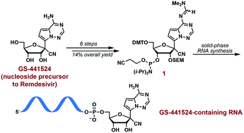 Graphical abstract: An efficient synthesis of RNA containing GS-441524: the nucleoside precursor of remdesivir