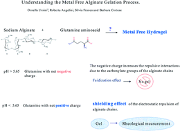 Graphical abstract: Understanding the metal free alginate gelation process