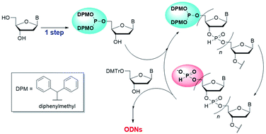 Graphical abstract: Solution-phase synthesis of oligodeoxyribonucleotides using the H-phosphonate method with N-unprotected 5′-phosphite monomers