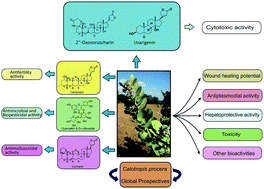 Graphical abstract: A review on phytochemical constituents and pharmacological potential of Calotropis procera