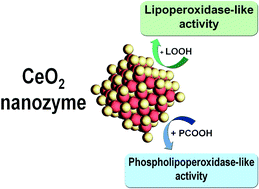 Graphical abstract: New facets of nanozyme activity of ceria: lipo- and phospholipoperoxidase-like behaviour of CeO2 nanoparticles