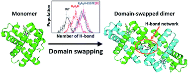 Graphical abstract: Experimental and theoretical study on converting myoglobin into a stable domain-swapped dimer by utilizing a tight hydrogen bond network at the hinge region