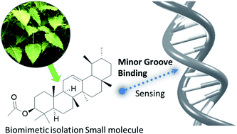 Graphical abstract: Deciphering the sensing of α-amyrin acetate with hs-DNA: a multipronged biological probe