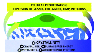 Graphical abstract: Effect of crystallinity and related surface properties on gene expression of primary fibroblasts