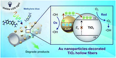 Graphical abstract: Au nanoparticle-decorated TiO2 hollow fibers with enhanced visible-light photocatalytic activity toward dye degradation
