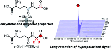 Graphical abstract: Evaluation of enzymatic and magnetic properties of γ-glutamyl-[1-13C]glycine and its deuteration toward longer retention of the hyperpolarized state