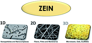 Graphical abstract: Zein as a versatile biopolymer: different shapes for different biomedical applications