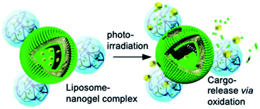 Graphical abstract: Photo-triggered cargo release from liposome chlorin e6-bearing pullulan hybrid nanoparticles via membrane permeabilization