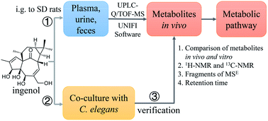 Graphical abstract: Systematic characterization of metabolic profiles of ingenol in rats by UPLC-Q/TOF-MS and NMR in combination with microbial biotransformation