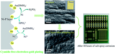 Graphical abstract: Electroless deposition of Ni–P/Au coating on Cu substrate with improved corrosion resistance from Au(iii)–DMH based cyanide-free plating bath using hypophosphite as a reducing agent