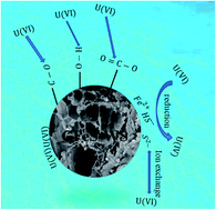 Graphical abstract: Removal of U(vi) from aqueous solutions by an effective bio-adsorbent from walnut shell and cellulose composite-stabilized iron sulfide nanoparticles