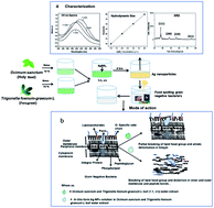 Graphical abstract: Synergic effect of aqueous extracts of Ocimum sanctum and Trigonella foenum-graecum L on the in situ green synthesis of silver nanoparticles and as a preventative agent against antibiotic-resistant food spoiling organisms
