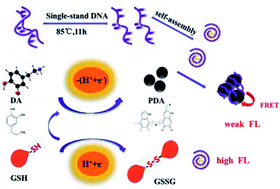 Graphical abstract: Turn-on signal fluorescence sensor based on DNA derived bio-dots/polydopamine nanoparticles for the detection of glutathione