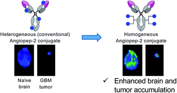 Graphical abstract: Homogeneous antibody–angiopep 2 conjugates for effective brain targeting
