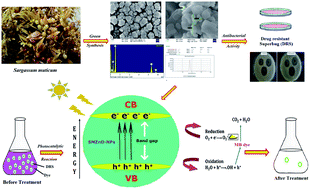 Graphical abstract: Photocatalytic dye degradation and photoexcited anti-microbial activities of green zinc oxide nanoparticles synthesized via Sargassum muticum extracts