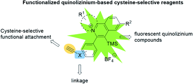 Graphical abstract: Functionalized quinolizinium-based fluorescent reagents for modification of cysteine-containing peptides and proteins
