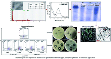 Graphical abstract: Synthesis, purification and characterization of Plectonema derived AgNPs with elucidation of the role of protein in nanoparticle stabilization
