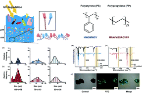 Graphical abstract: Sensitive and specific capture of polystyrene and polypropylene microplastics using engineered peptide biosensors