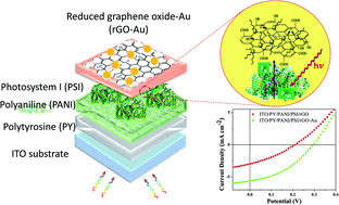 Graphical abstract: Graphene oxide decorated with gold enables efficient biophotovolatic cells incorporating photosystem I