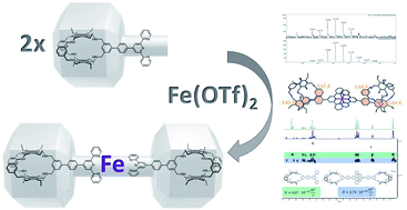 Graphical abstract: Synthesis of an Fe(terpy-cage)2 dumbbell