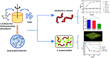 Graphical abstract: Novel urea derivative-loaded PLGA nanoparticles to inhibit caries-associated Streptococcus mutans