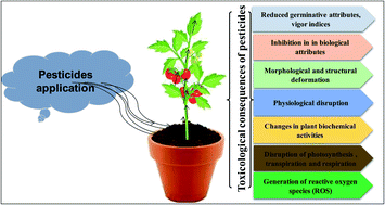 Graphical abstract: Physiological and oxidative stress responses of Solanum lycopersicum (L.) (tomato) when exposed to different chemical pesticides
