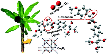 Graphical abstract: α-Oxidation of banana lignin with atmospheric oxygen catalyzed by Co3O4