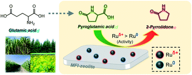 Graphical abstract: MFI zeolite-supported Ru nanoparticles for efficient conversion of pyroglutamic acid to 2-pyrrolidone