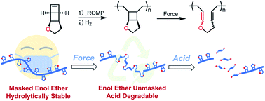 Graphical abstract: Mechanochemical generation of acid-degradable poly(enol ether)s