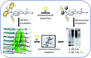 Graphical abstract: Modification of amyloid-beta peptide aggregation via photoactivation of strained Ru(ii) polypyridyl complexes