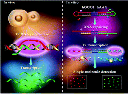 Graphical abstract: A controlled T7 transcription-driven symmetric amplification cascade machinery for single-molecule detection of multiple repair glycosylases