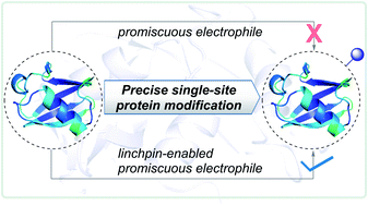 Graphical abstract: Linchpins empower promiscuous electrophiles to enable site-selective modification of histidine and aspartic acid in proteins
