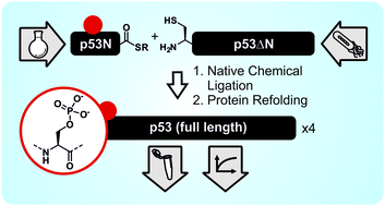 Graphical abstract: Semisynthetic ‘designer’ p53 sheds light on a phosphorylation–acetylation relay