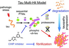 Graphical abstract: CHIP-mediated hyperubiquitylation of tau promotes its self-assembly into the insoluble tau filaments