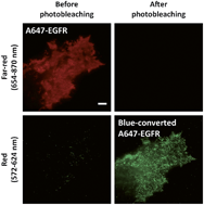 Graphical abstract: Blue-conversion of organic dyes produces artifacts in multicolor fluorescence imaging