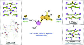 Graphical abstract: Anion mediated, tunable isoguanosine self-assemblies: decoding the conformation influence and solvent effects