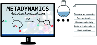 Graphical abstract: A dynamic picture of the halolactonization reaction through a combination of ab initio metadynamics and experimental investigations