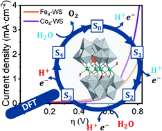 Graphical abstract: Understanding polyoxometalates as water oxidation catalysts through iron vs. cobalt reactivity