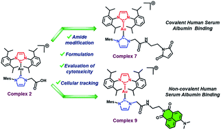 Graphical abstract: Covalent and non-covalent albumin binding of Au(i) bis-NHCs via post-synthetic amide modification