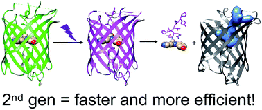 Graphical abstract: Photocleavable proteins that undergo fast and efficient dissociation
