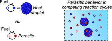 Graphical abstract: Parasitic behavior in competing chemically fueled reaction cycles