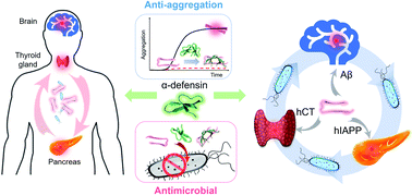 Graphical abstract: Antimicrobial α-defensins as multi-target inhibitors against amyloid formation and microbial infection