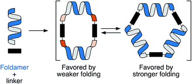 Graphical abstract: Folding-controlled assembly of ortho-phenylene-based macrocycles