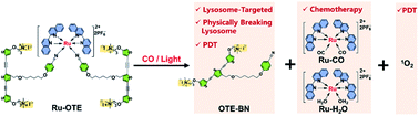 Graphical abstract: CO/light dual-activatable Ru(ii)-conjugated oligomer agent for lysosome-targeted multimodal cancer therapeutics