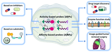 Graphical abstract: Recent advances in activity-based probes (ABPs) and affinity-based probes (AfBPs) for profiling of enzymes