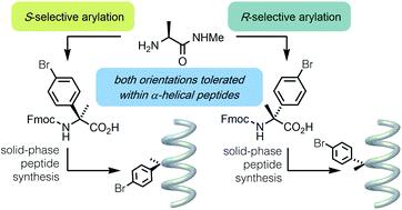 Graphical abstract: Scalable synthesis and coupling of quaternary α-arylated amino acids: α-aryl substituents are tolerated in α-helical peptides