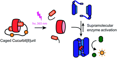 Graphical abstract: Light-driven release of cucurbit[8]uril from a bivalent cage