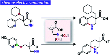 Graphical abstract: Generation and application of Cu-bound alkyl nitrenes for the catalyst-controlled synthesis of cyclic β-amino acids